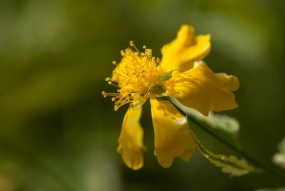 Kerria japonica 'Variegata' - zákula japonská - květ